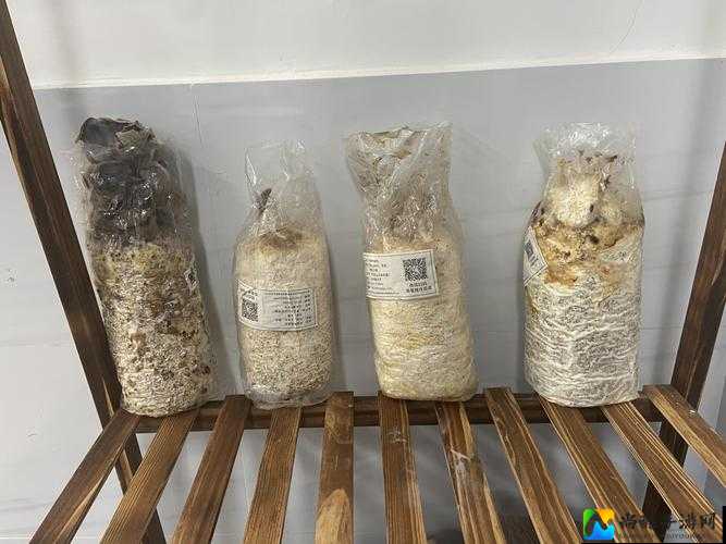 扒开❌狂揉❌喷水视频蘑菇：一场关于真实与理性的社会实验